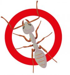 pest-photo-white-ant
